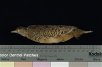 藏品(棕三趾鶉)的圖片